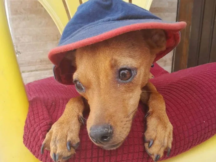 Cachorro ra a Pinsher idade 7 a 11 meses nome Pinsherzinho 