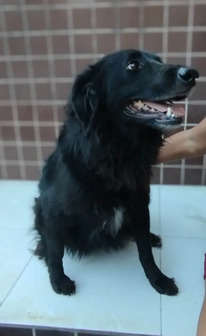 Cachorro ra a SRD-ViraLata idade 3 anos nome Xandy