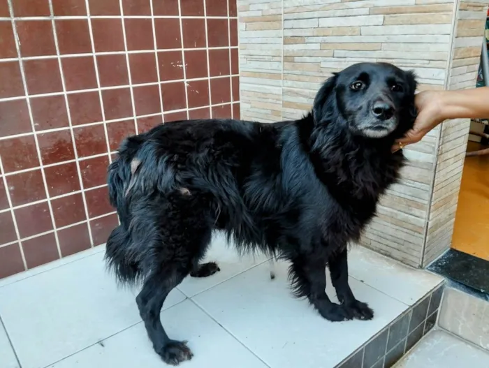 Cachorro ra a SRD-ViraLata idade 3 anos nome Xandy