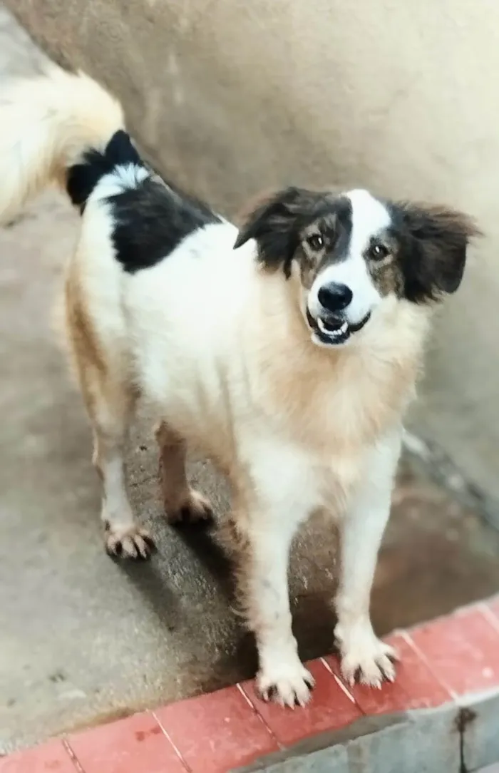 Cachorro ra a SRD-ViraLata idade 2 anos nome Bernardo