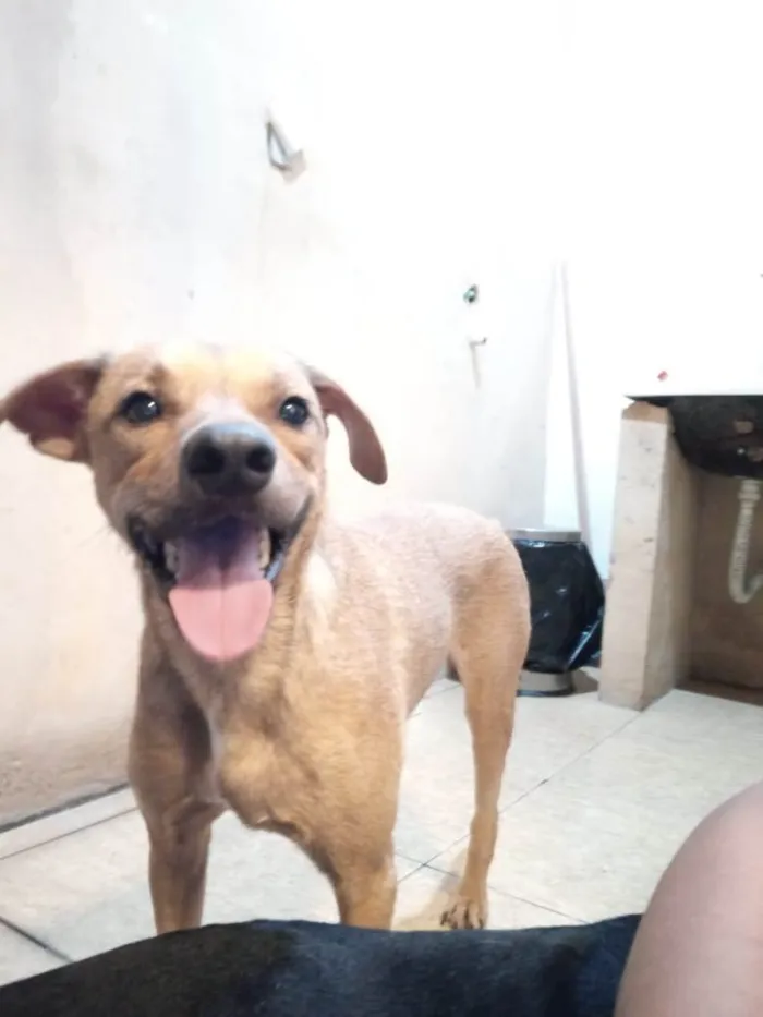 Cachorro ra a  idade 3 anos nome Guerreiro especial