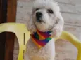 Tedy e Sansão