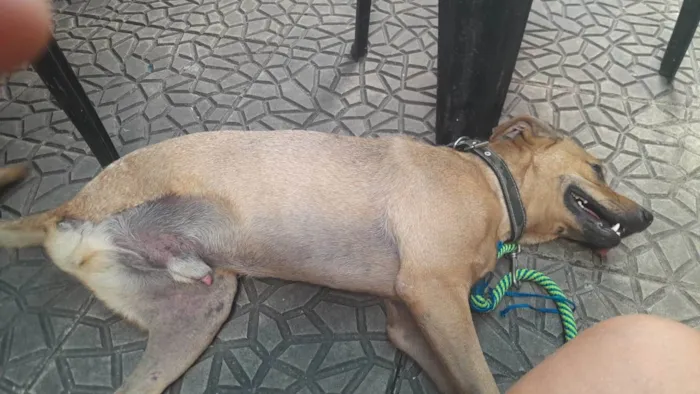 Cachorro ra a  idade 3 anos nome Guerreiro especial