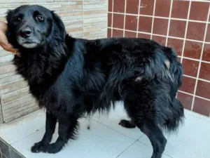 Cachorro raça SRD-ViraLata idade 3 anos nome Xandy