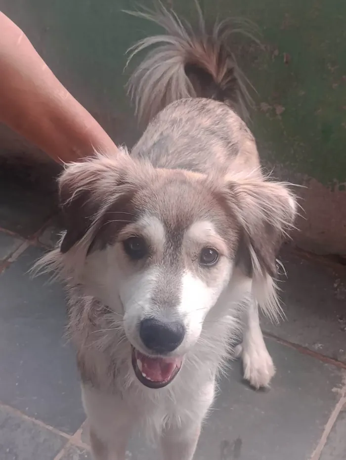 Cachorro ra a SRD-ViraLata idade 1 ano nome Lupus