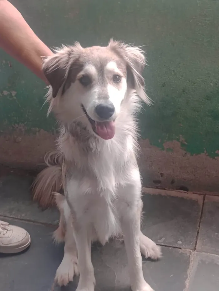 Cachorro ra a SRD-ViraLata idade 1 ano nome Lupus