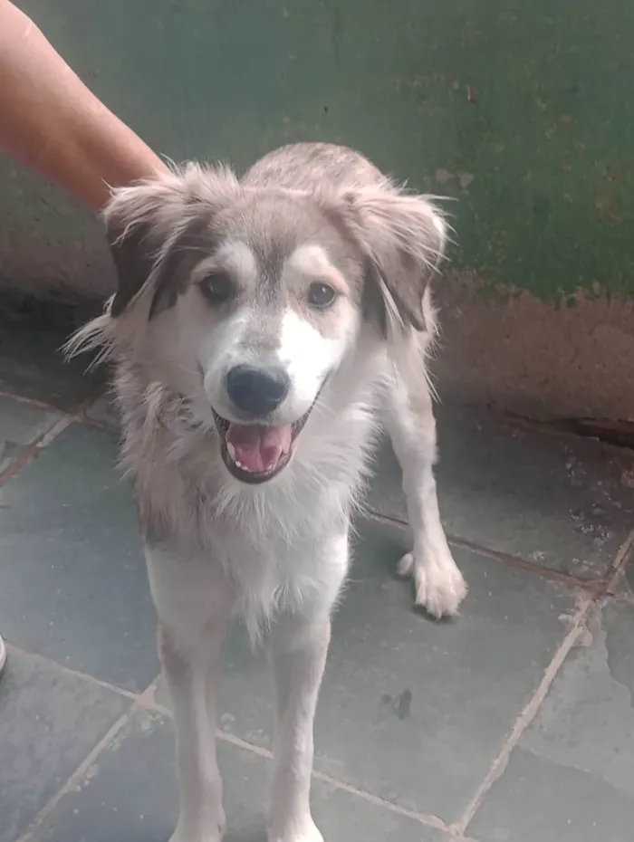Cachorro ra a SRD-ViraLata idade 1 ano nome Lupus