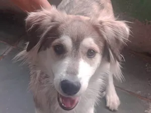 Cachorro raça SRD-ViraLata idade 1 ano nome Lupus
