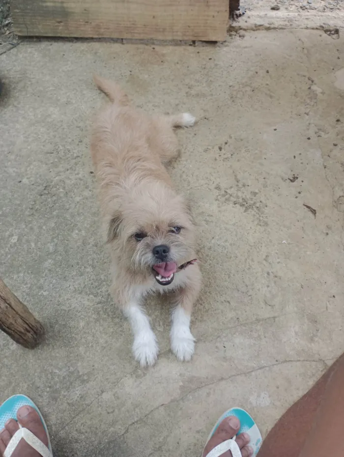 Cachorro ra a Shitzu com vira lata  idade 1 ano nome Maya 