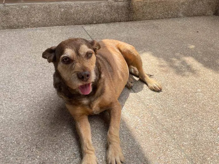 Cachorro ra a SRD-ViraLata idade 6 ou mais anos nome encontrado recentemente
