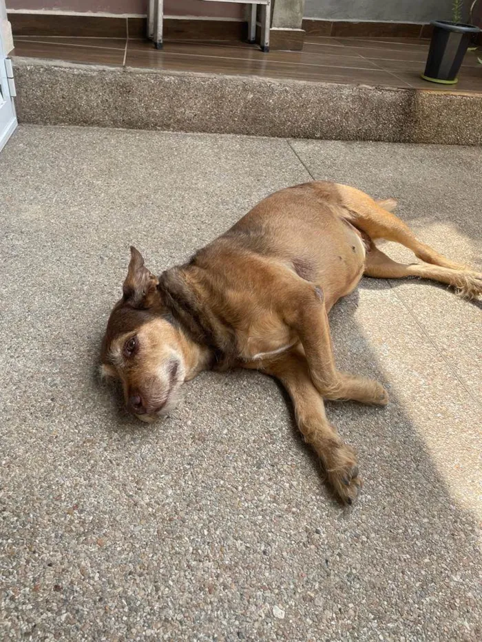 Cachorro ra a SRD-ViraLata idade 6 ou mais anos nome encontrado recentemente