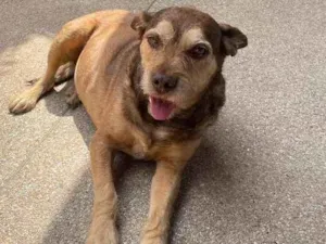 Cachorro raça SRD-ViraLata idade 6 ou mais anos nome encontrado recentemente