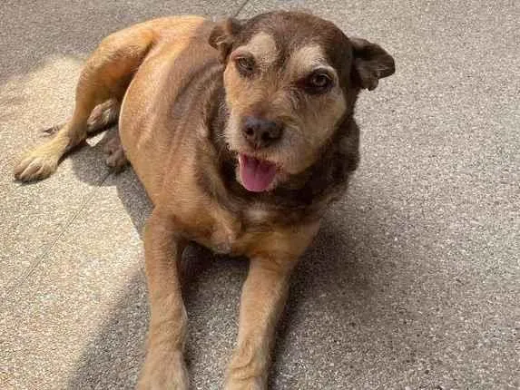 Cachorro ra a SRD-ViraLata idade 6 ou mais anos nome encontrado recentemente