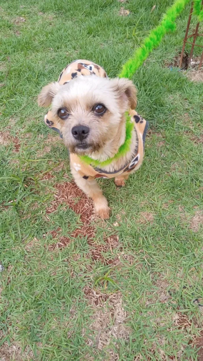 Cachorro ra a Shitzu idade 2 anos nome Luna