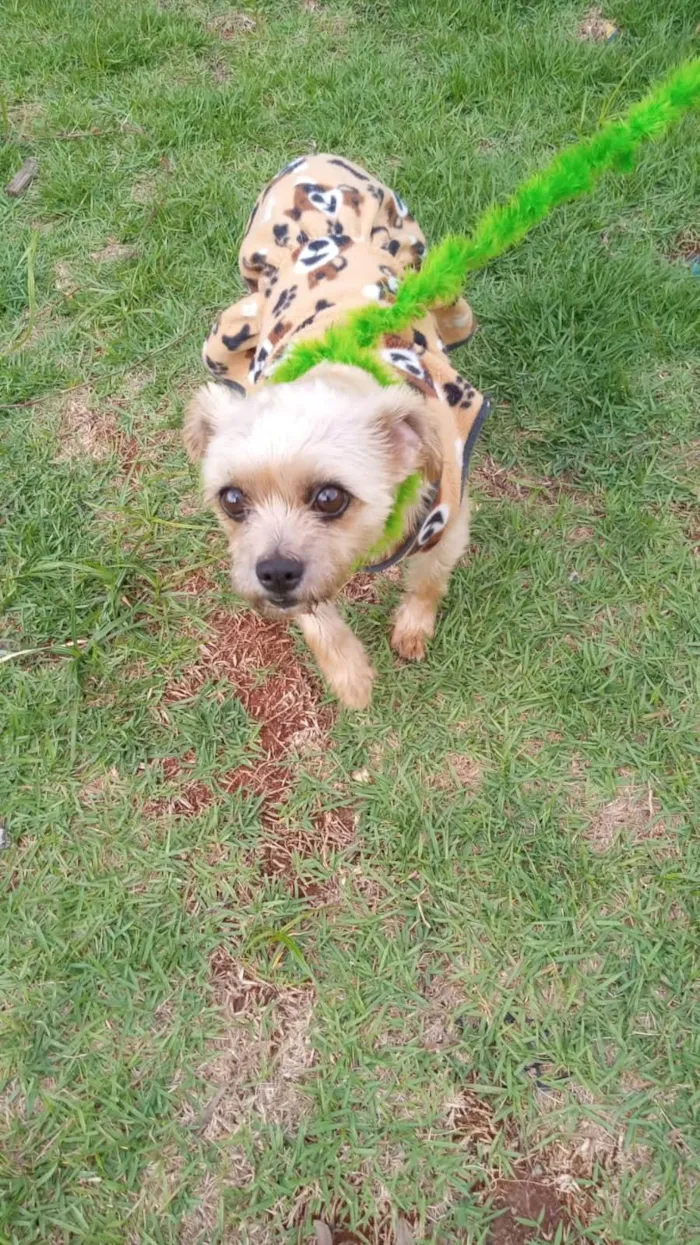 Cachorro ra a Shitzu idade 2 anos nome Luna