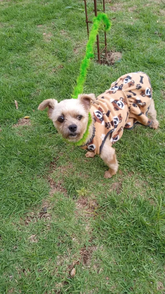 Cachorro ra a Shitzu idade 2 anos nome Luna