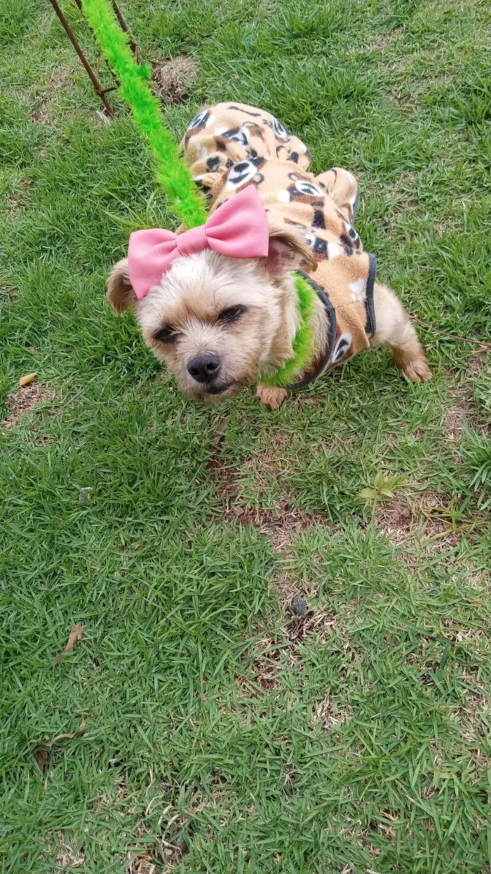 Cachorro ra a Shitzu idade 2 anos nome Luna