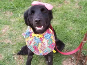 Cachorro raça SRD-ViraLata idade 7 a 11 meses nome Kyara 