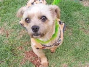 Cachorro raça Shitzu idade 2 anos nome Luna