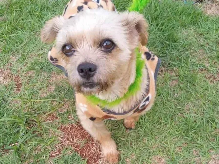 Cachorro ra a Shitzu idade 2 anos nome Luna