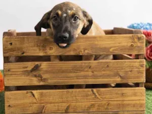 Cachorro raça SRD-ViraLata idade 2 a 6 meses nome Pedrita