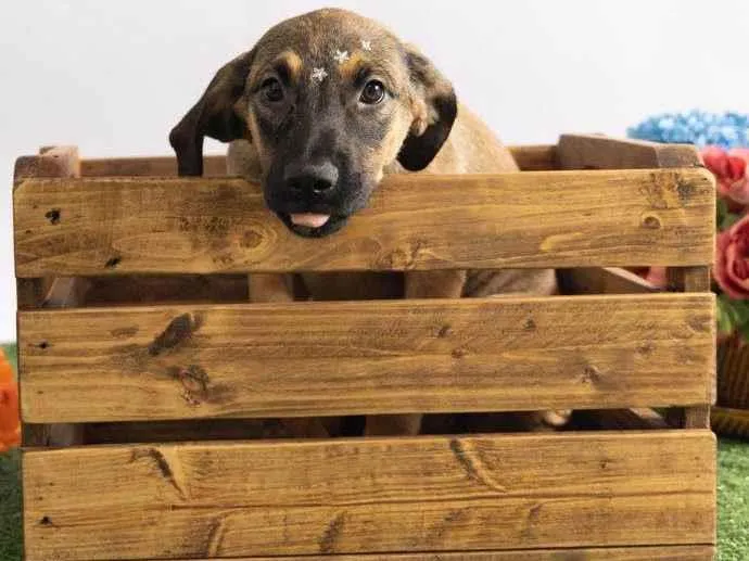 Cachorro ra a SRD-ViraLata idade 2 a 6 meses nome Pedrita