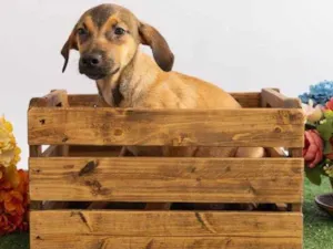 Cachorro raça SRD-ViraLata idade 2 a 6 meses nome Tico 