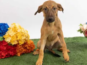 Cachorro raça SRD-ViraLata idade 2 a 6 meses nome Teco
