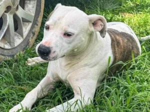 Cachorro raça Pit-Bull idade 2 anos nome Theo 