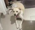 Luna Meiga