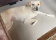 Luna Meiga