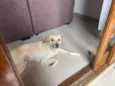 Luna Meiga