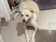 Luna Meiga
