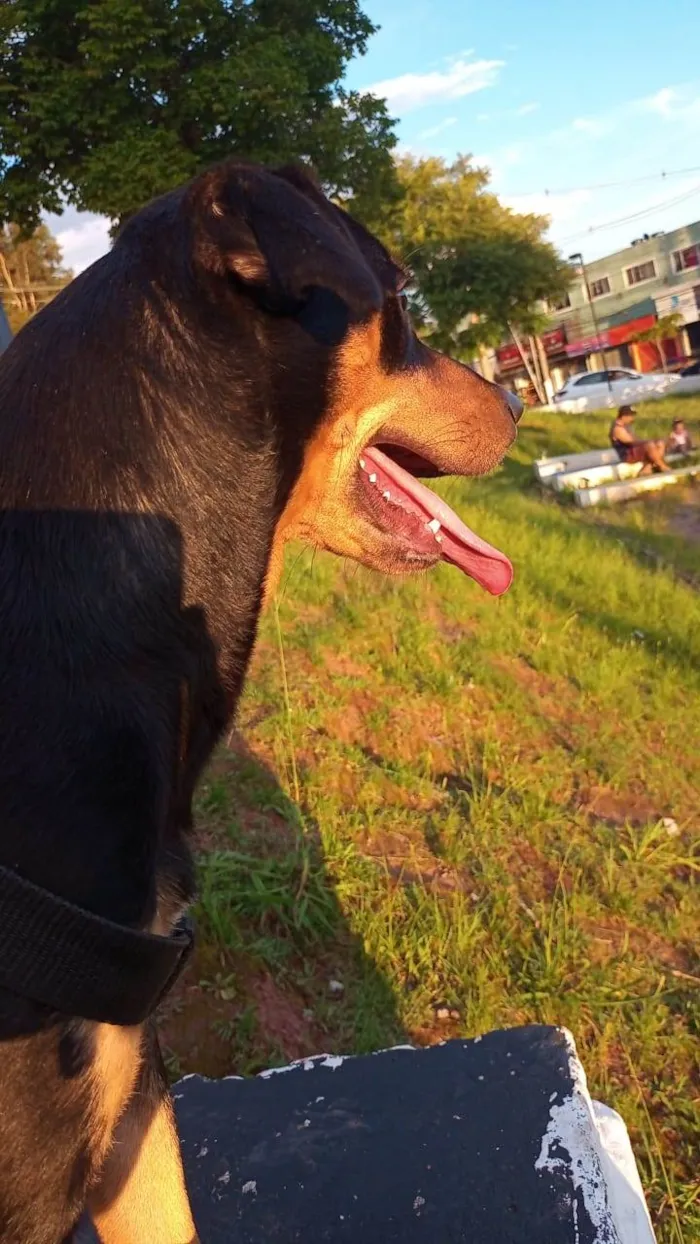 Cachorro ra a Vira lata  idade 7 a 11 meses nome Diana