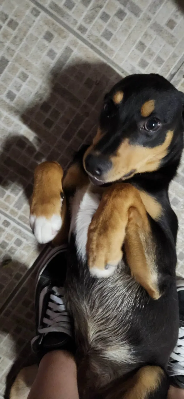 Cachorro ra a Vira lata  idade 7 a 11 meses nome Diana