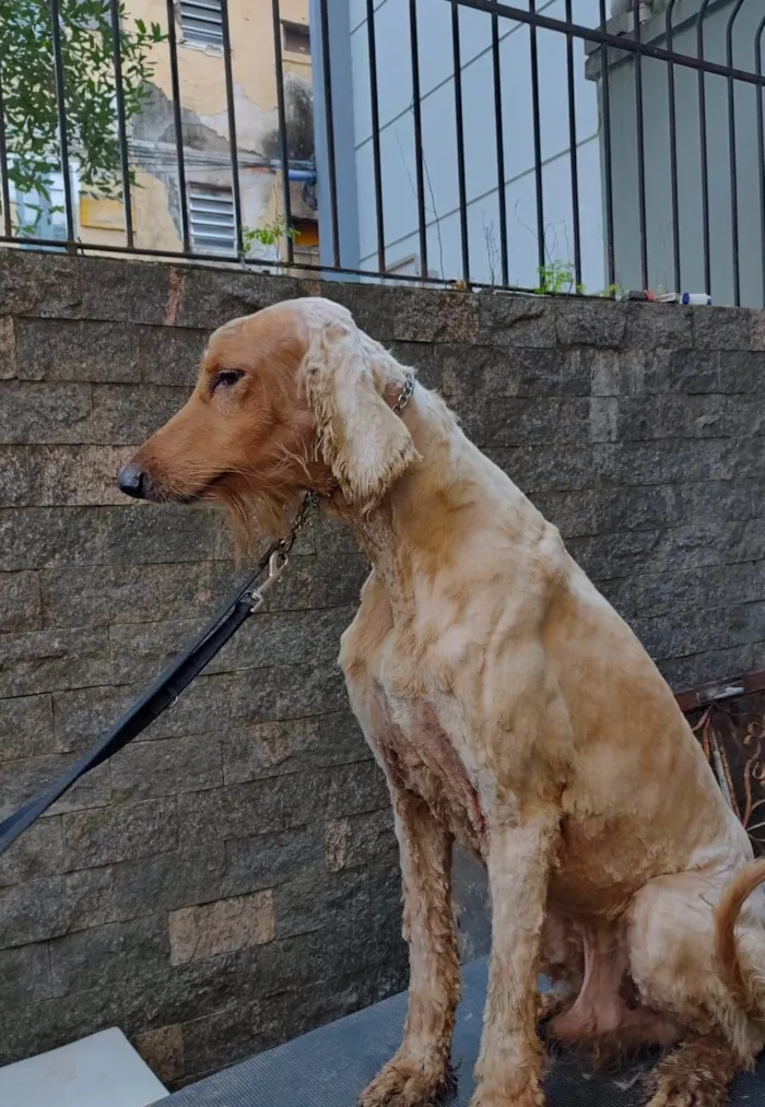 Cachorro ra a Afghan idade 6 ou mais anos nome Adhan hound