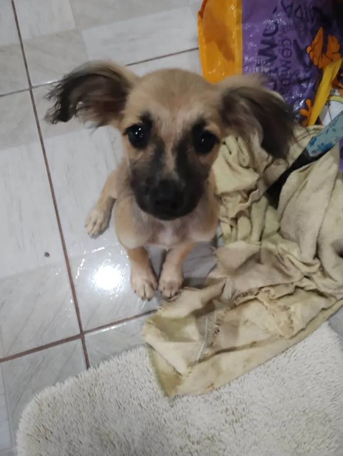 Cachorro ra a  idade 2 a 6 meses nome Pequenina