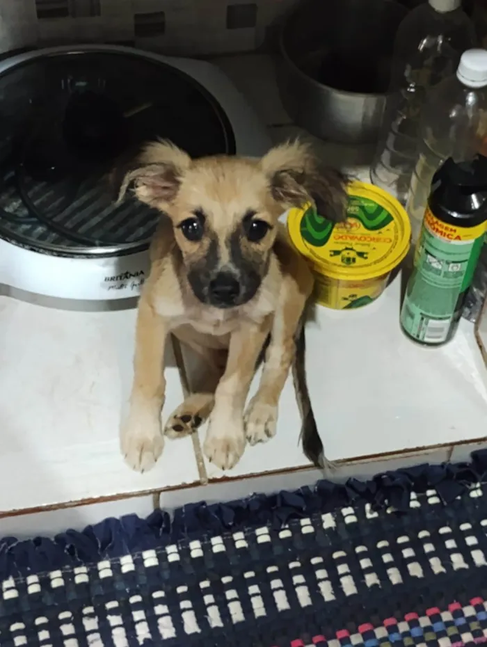Cachorro ra a  idade 2 a 6 meses nome Pequenina