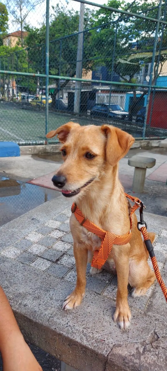 Cachorro ra a SRD-ViraLata idade 4 anos nome Mel