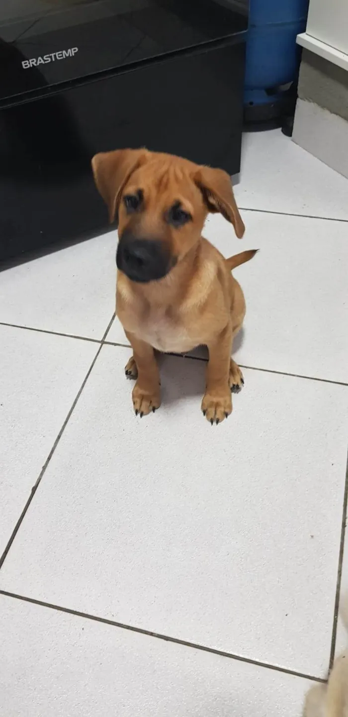 Cachorro ra a SRD-ViraLata idade 2 a 6 meses nome Amendoim 