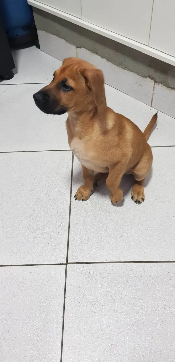 Cachorro ra a SRD-ViraLata idade 2 a 6 meses nome Amendoim 