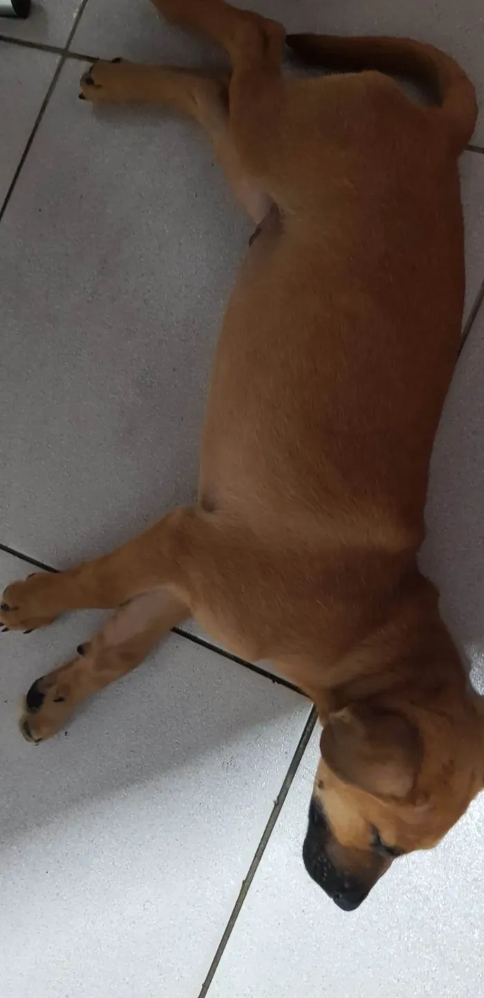 Cachorro ra a SRD-ViraLata idade 2 a 6 meses nome Amendoim 
