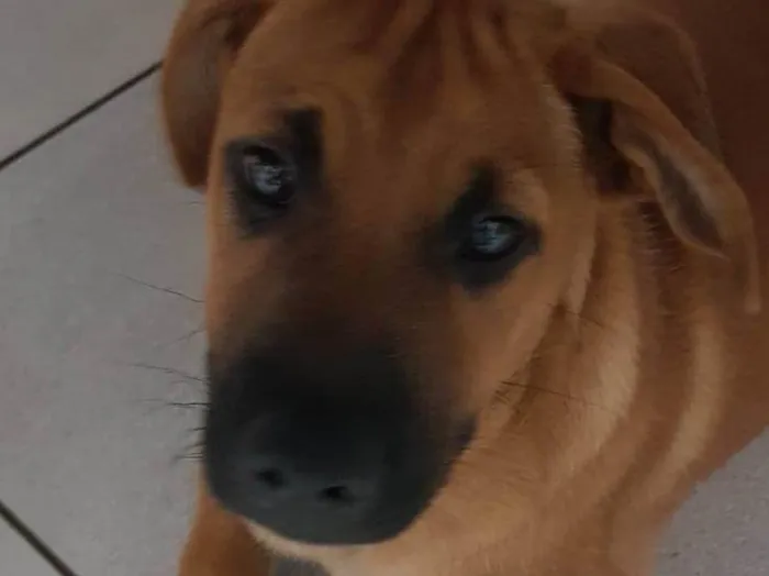 Cachorro ra a SRD-ViraLata idade 2 a 6 meses nome Amendoim 