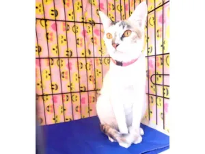 Gato raça Srd  idade 3 anos nome Madhu