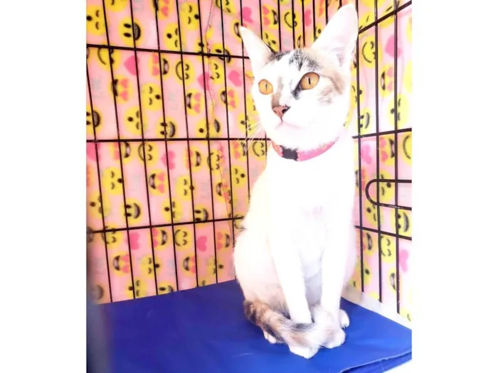 Gato ra a Srd  idade 3 anos nome Madhu
