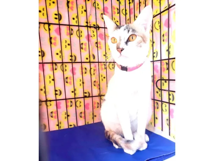 Gato ra a Srd  idade 3 anos nome Madhu