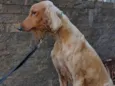 Adhan hound