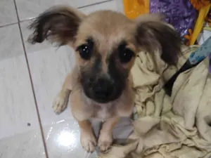 Cachorro raça  idade 2 a 6 meses nome Pequenina