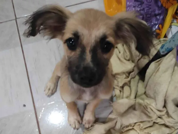 Cachorro ra a  idade 2 a 6 meses nome Pequenina