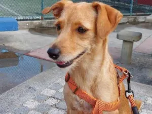 Cachorro raça SRD-ViraLata idade 4 anos nome Mel
